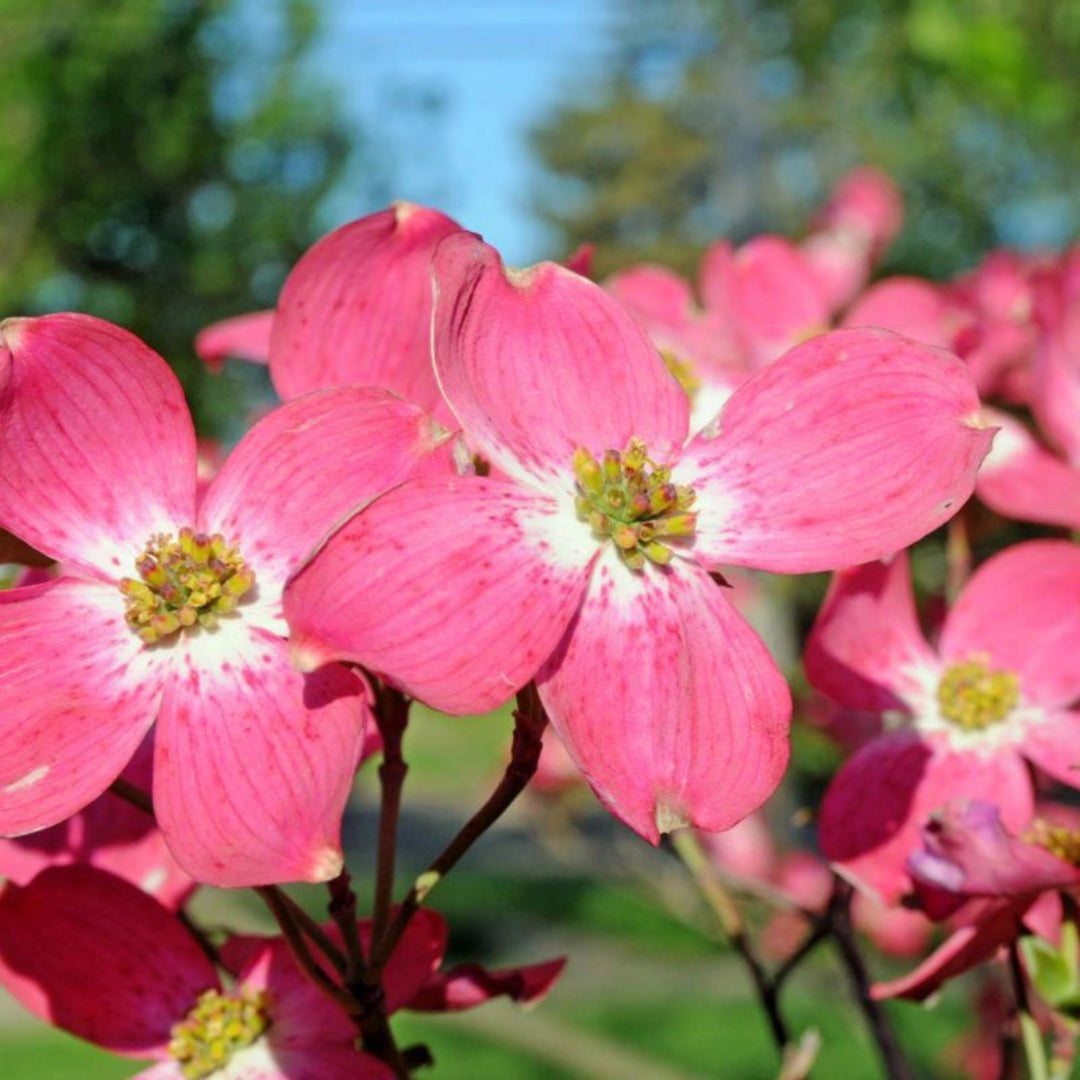 Red Flowering Dogwood Tree with vibrant petals
