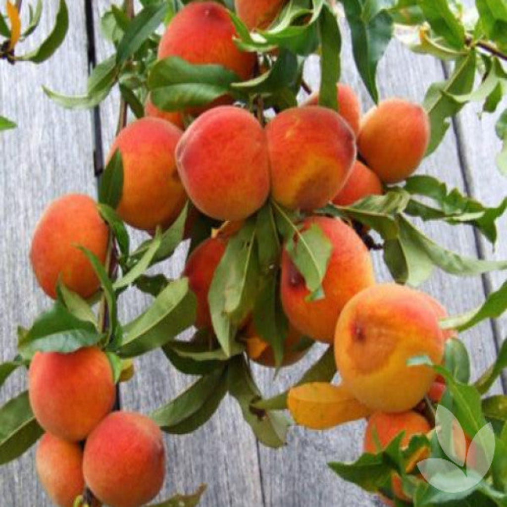 Red Haven Peach Tree