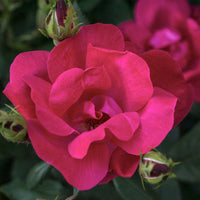 Compact Knock Out Rose Bush for Garden Borders