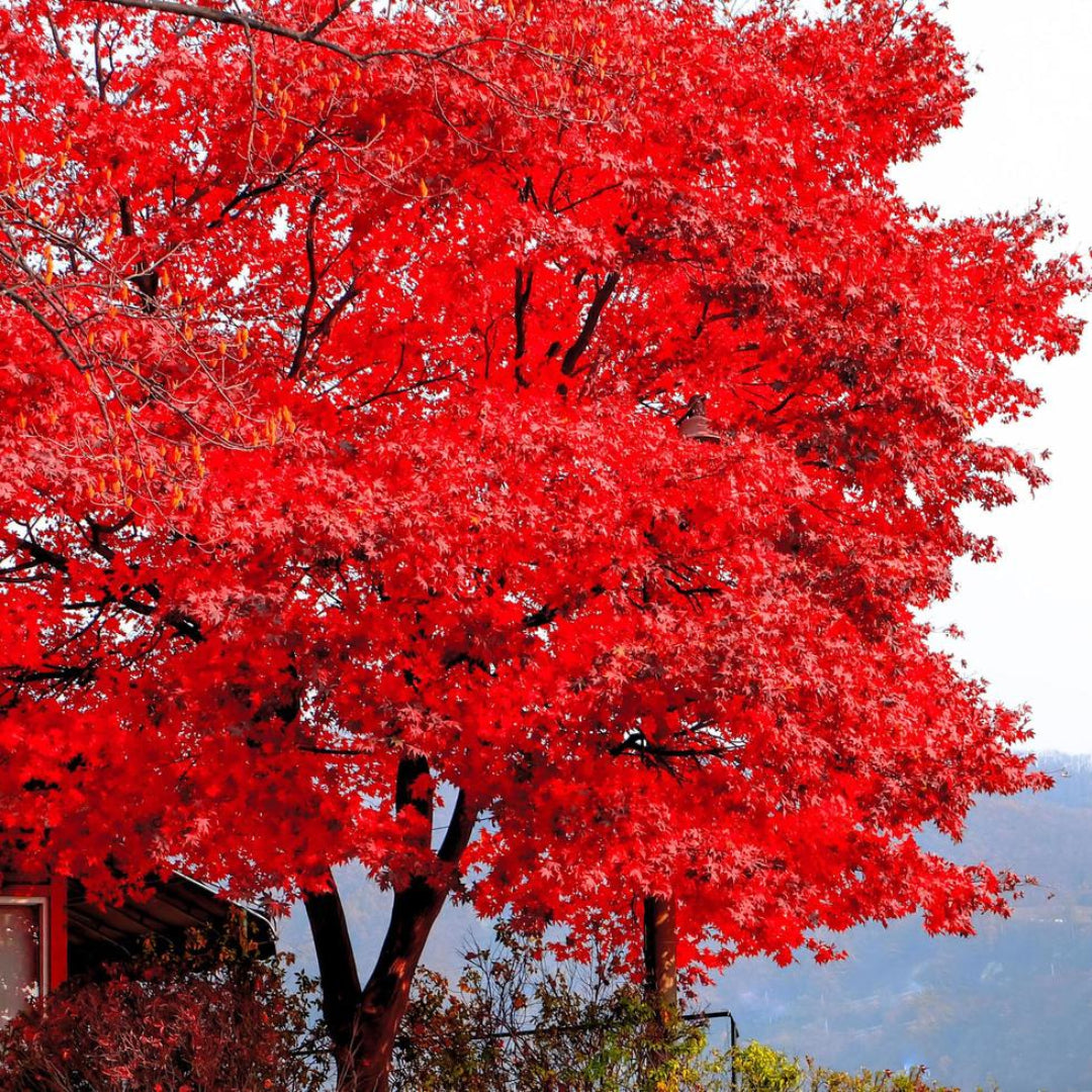 Red Maple leaves turning shades of red and orange in autumn