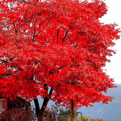 Red Maple leaves turning shades of red and orange in autumn