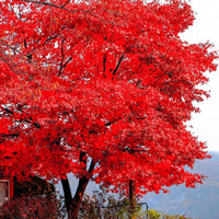 Red Maple leaves turning shades of red and orange in autumn