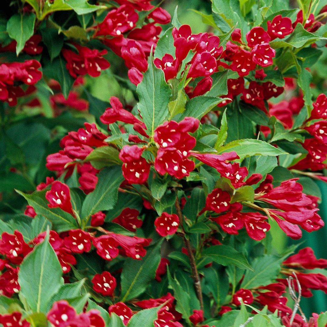 Red Cardinal Weigela