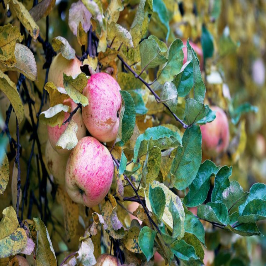 Apple - Anna Anna Apple | Landscape Plant Source : Landscape Plant Source