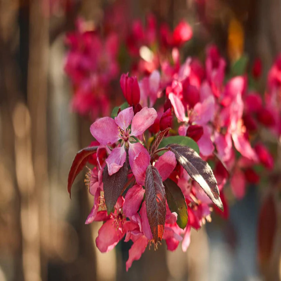 Robinson Crabapple