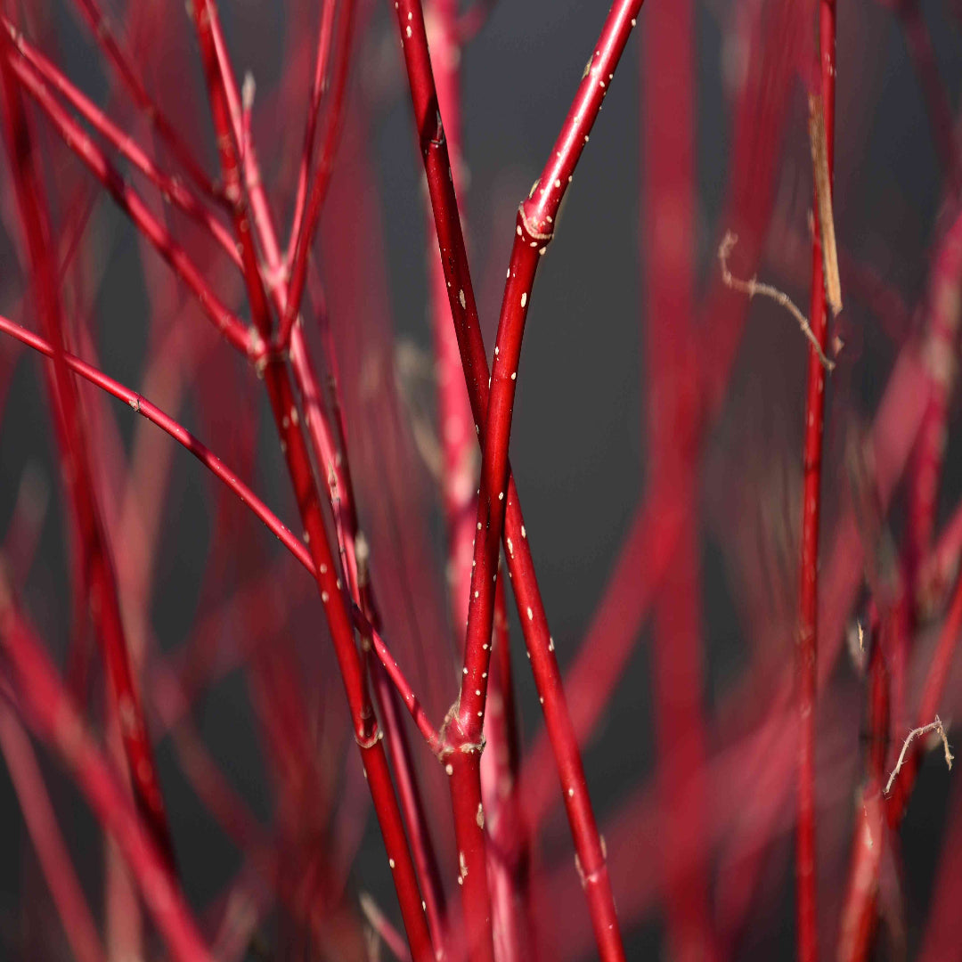 Red Twig Dogwood Tree, Coral Red Bark