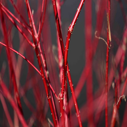 Red Twig Dogwood Tree, Coral Red Bark