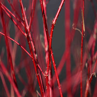 Red branches standing out on winter Dogwood Shrub