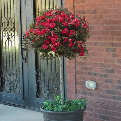 Red Drift Rose (Tree Form)