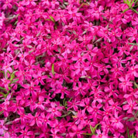 Phlox Red Wing perennial plant