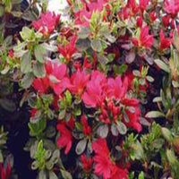 Girard's Renee Michelle  Azalea