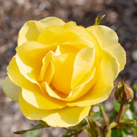 Gilded Sun Rose
