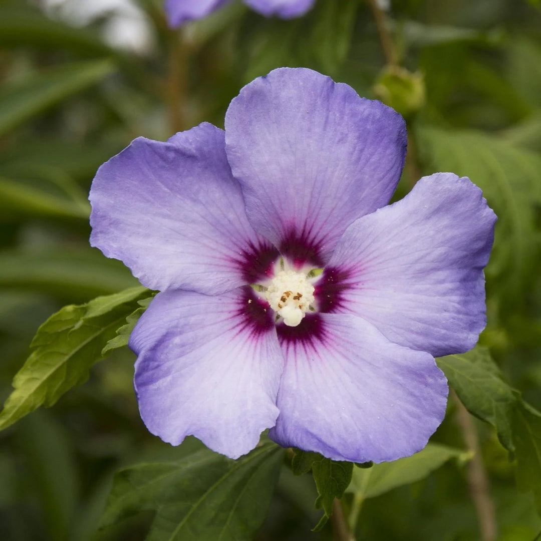 Blue Rose of Sharon Shrub Showing Blue-Lavender Petals