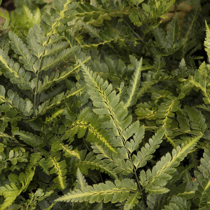 Indian Holly Fern