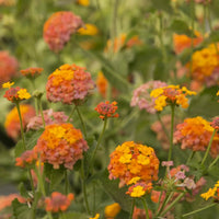 Lantana camara plant displaying mixed orange, yellow, and pink flowers in bloom