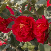 Camellia Kramer's Supreme-Magnificent Red Blooms