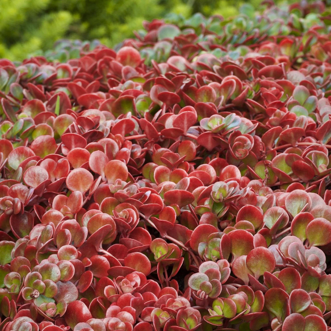 Coral Reef Sedum
