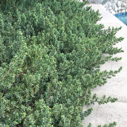 Juniperus Conferta &