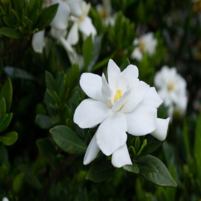Echo Swan Princess Gardenia