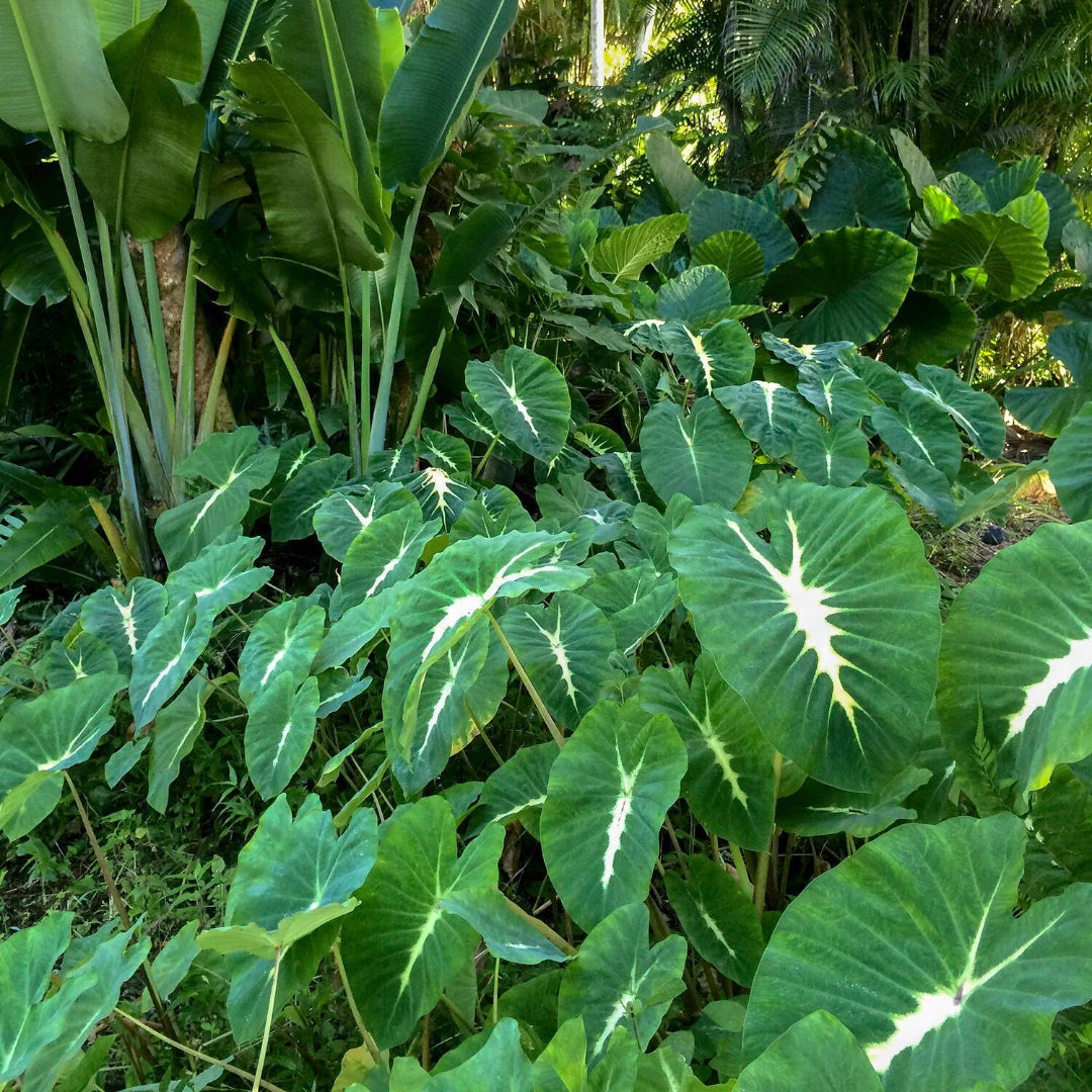 Royal Hawaiian White Lava Elephant Ear