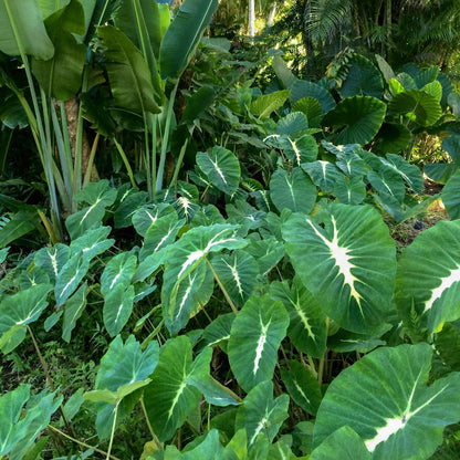 Royal Hawaiian White Lava Elephant Ear