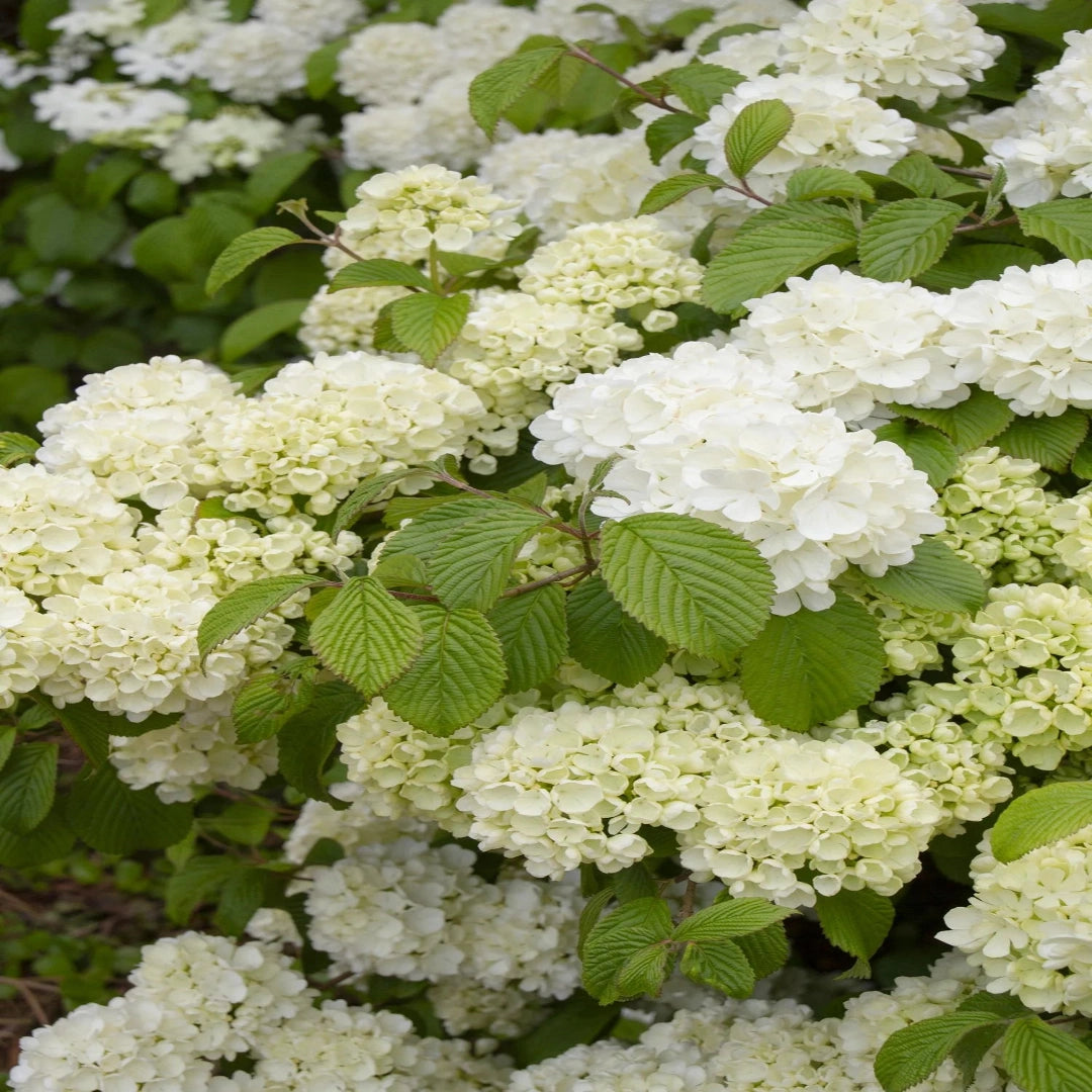 Chinese Snowball Viburnum Shrub in Full Bloom Adds Beauty to Spring Gardens