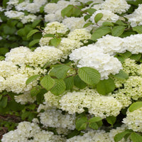 Chinese Snowball Viburnum Shrub in Full Bloom Adds Beauty to Spring Gardens