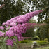 Pink Delight Butterfly Bush