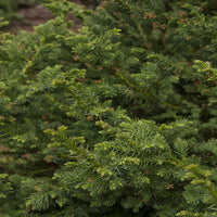 Black Dragon Japanese Cedar-Very Dark