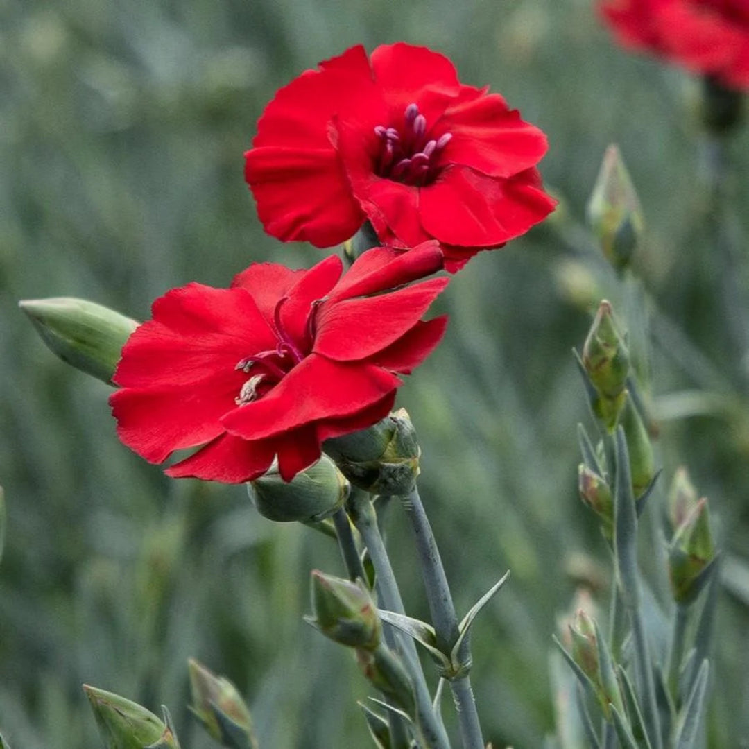 Dianthus American Pie &