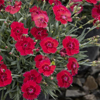 Dianthus x 'Fire Star' Pinks - [EG]