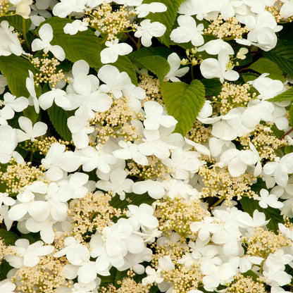 Lime Martini Viburnum