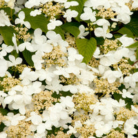 Hardy Viburnum Lime Martini Shrub – Perfect for Borders and Hedges