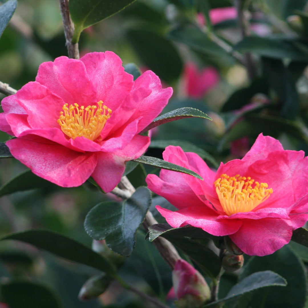 Camellia Kanjiro Flower Plant Semi Double Pink Blooms