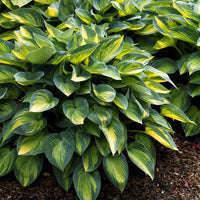 June Hosta