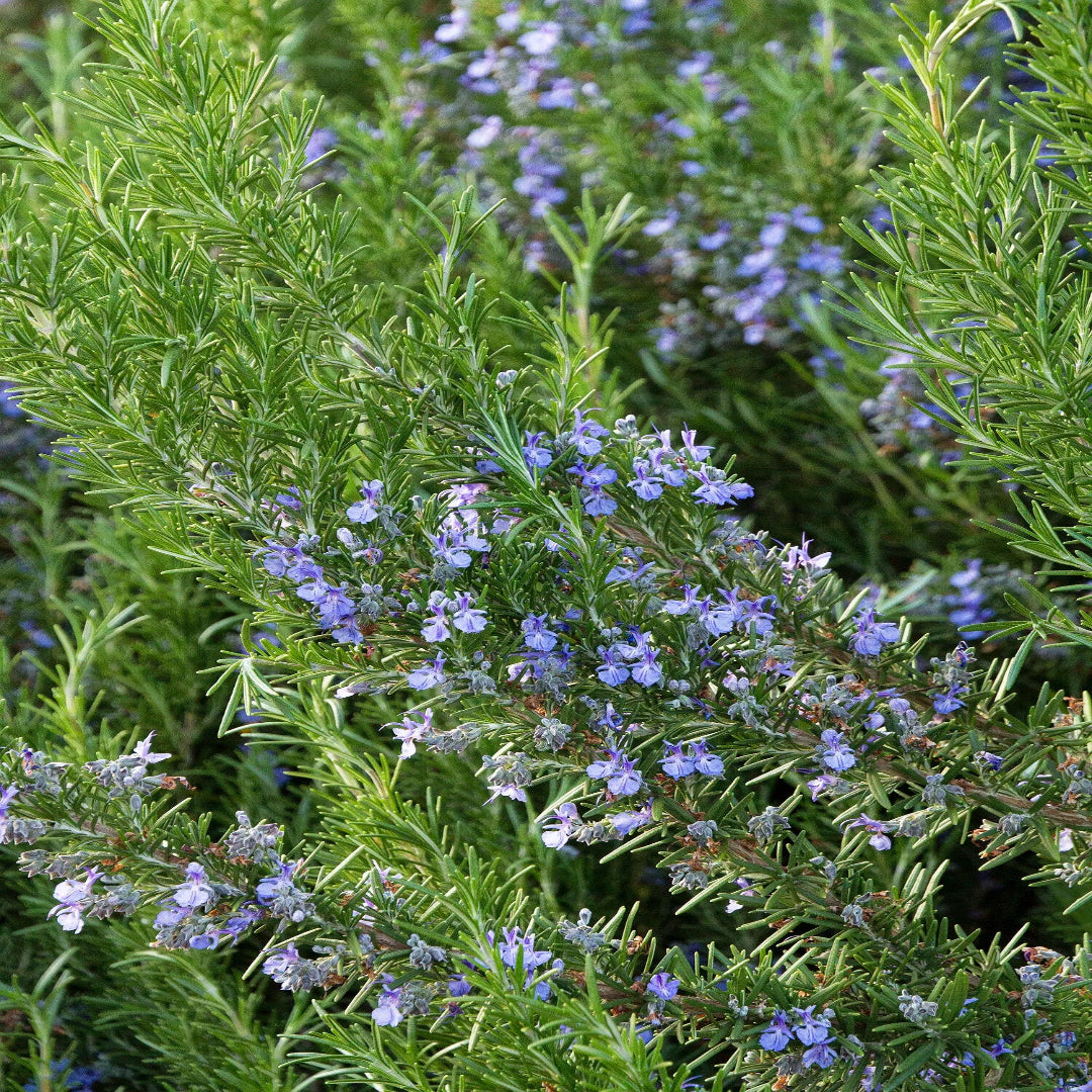 Rosmarinus officinalis &