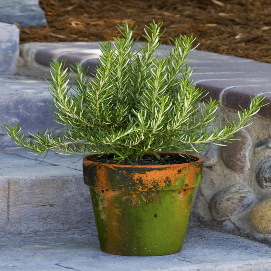 Rosmarinus officinalis &