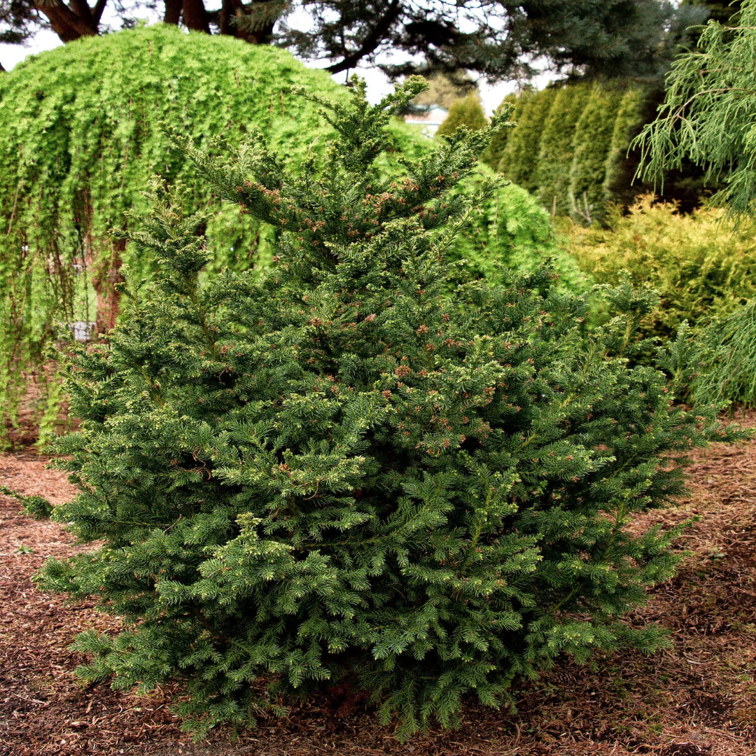 Black Dragon Japanese Cedar-Very Dark