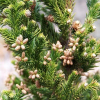 Black Dragon Japanese Cedar-Very Dark