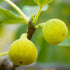 Desert King Fig Tree full of ripe figs in the garden