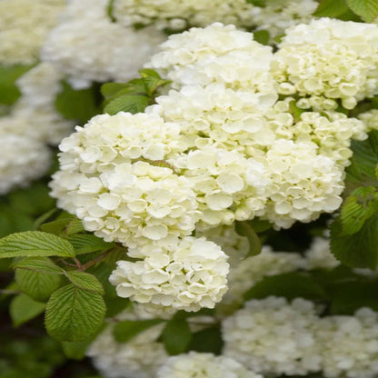 Popcorn Viburnum Shrub with Lush Green Foliage and White Spring Flowers