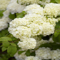 Popcorn Viburnum Shrub with Lush Green Foliage and White Spring Flowers