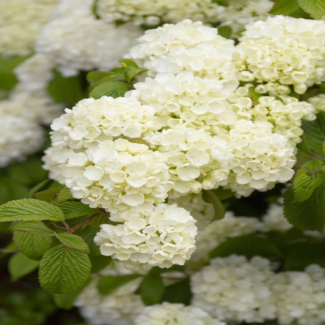 Popcorn Viburnum Shrub for Sale – Fragrant Flowering Shrub for Landscapes