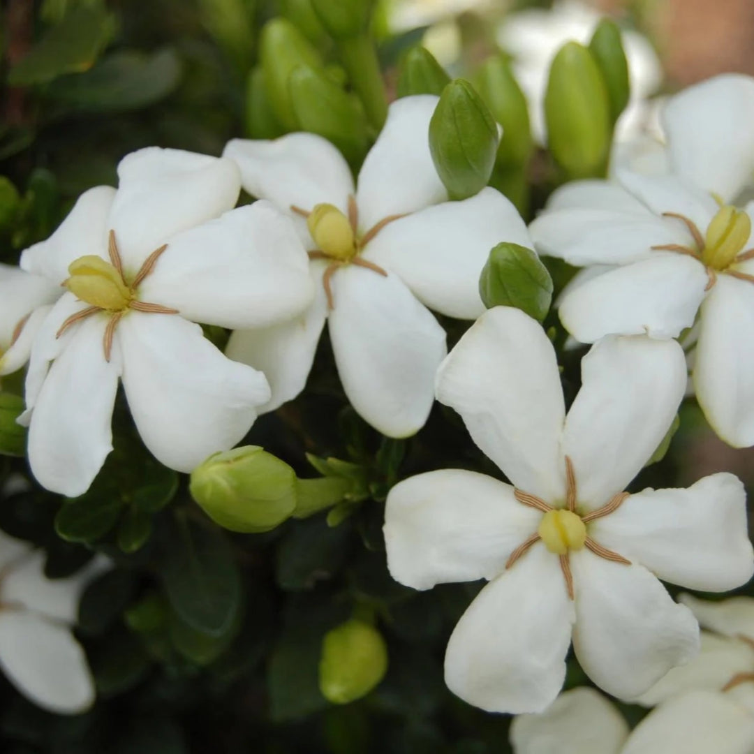 Echo Heaven Scent Gardenia