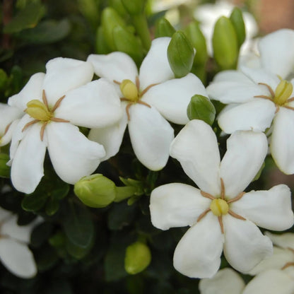 Echo Heaven Scent Gardenia