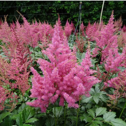 Astilbe X Arendsii Rheinland, False Spirea