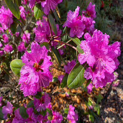 PJM Elite Rhododendron