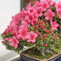Azalea X Satsuki 'Chinzan'