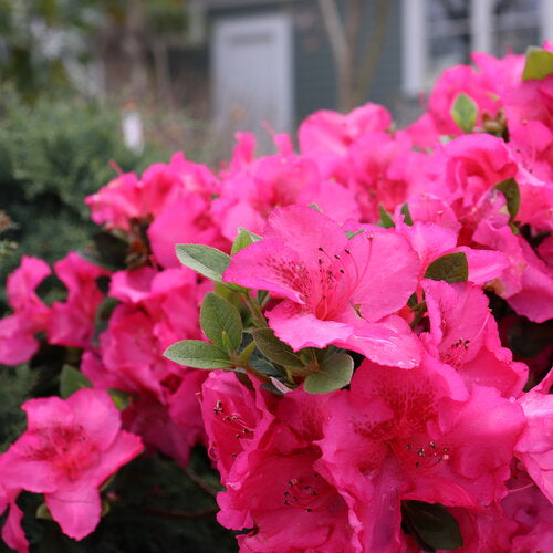 Perfecto Mundo Azalea Pink Shrub