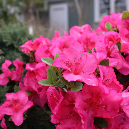 Perfecto Mundo Azalea Pink Shrub